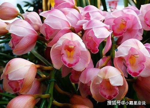 萬(wàn)丈光芒，良緣入懷 未來(lái)一個(gè)月感情與工作的新啟程